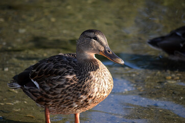 Naklejka na ściany i meble beautiful duck on pond shore in autumn sun