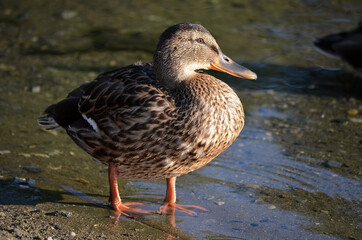 Naklejka na ściany i meble beautiful duck on pond shore in autumn sun