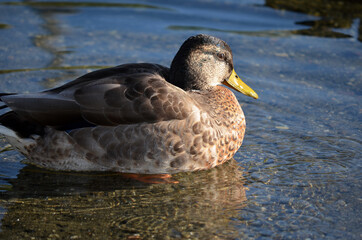 vibrant mallard duck in autumn pond water looking for food