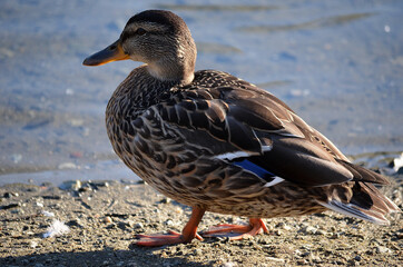 mallard duck on pond shore