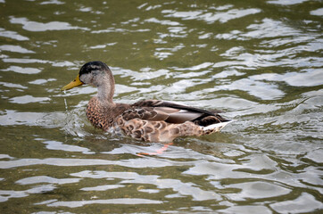 vibrant mallard duck in autumn pond water looking for food