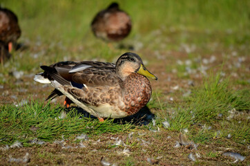 mallard duck in front of sleeping duck flock