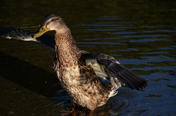 mallard duck flapping its wings in pond