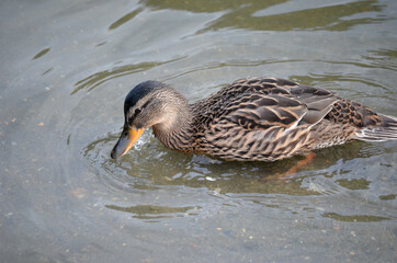 vibrant mallard duck in autumn pond water looking for food