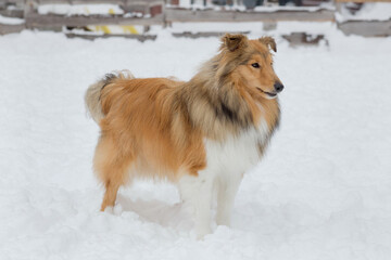 Cute scotch collie is standing on a white snow in the winter park. Pet animals.