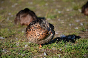 mallard duck in front of sleeping duck flock