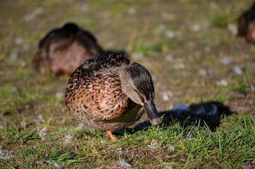 mallard duck in autumn sunshine