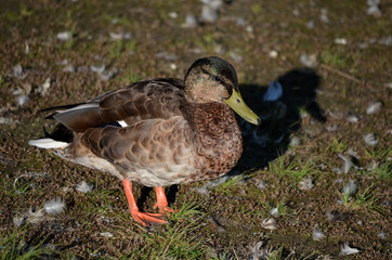 mallard duck in autumn sunshine