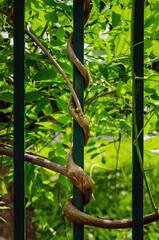 Wisteria wrapped around a fence