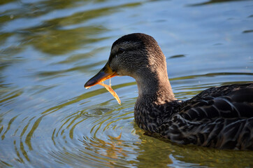 mallard duck feeding in pond