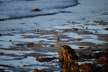 small bird looking for food on sunny autumn sea shore