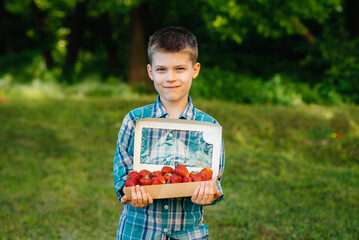 A small cute boy stands with a large box of ripe and delicious strawberries. Harvest. Ripe strawberries. Natural and delicious berry