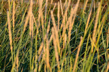 thick tall grass straws in autumn sunshine