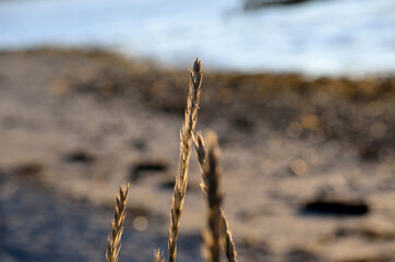 tall straws on sunny beach background