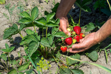 Farmer's hands harvest strawberries with red berries on the background of green bushes in the garden. Background.