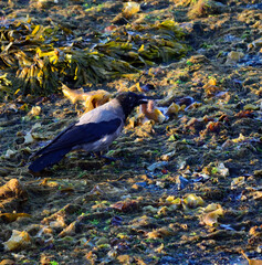 crow eating a sea urchin on sea shore