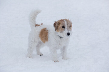 Cute jack russell terrier puppy is standing on a white snow in the winter park. Pet animals.