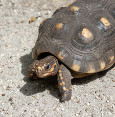 Yellow-footed tortoise with dark brown shell and yellow patches and yellow spots on head and limbs is close up on pebbled sand.