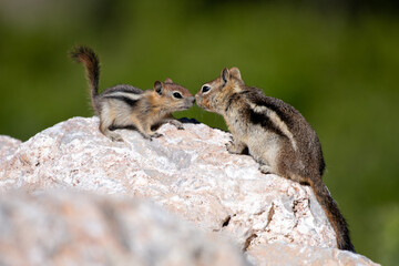 A Golden-mantled Ground Squirrel baby and mother.