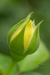 Yellow rose bud