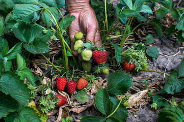 The farmer's hand shows the ripening of the strawberry crop with red berries against the background of green bushes in the garden.