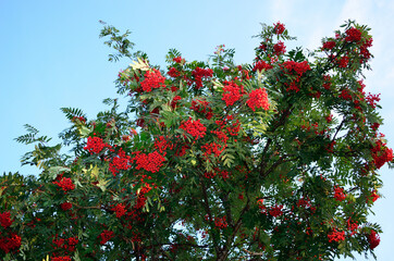 red ripe rowan berries on rowan tree on sunny autumn day