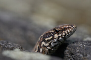 common wall lizard podarcis muralis Reptile Close up Portrait Clear