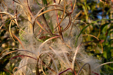 fireweed flower spreading its seed in late summer