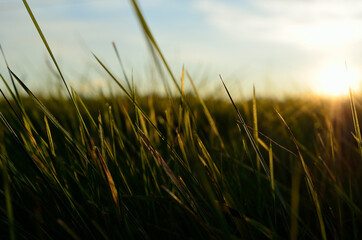 green grass field and sunlight macro photo © Arcticphotoworks