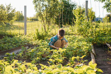 Naklejka na ściany i meble A cute and happy preschool boy collects and eats ripe strawberries in a garden on a summer day at sunset. Happy childhood. Healthy and environmentally friendly crop