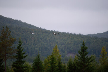 Eurasian crane birds flying over green forest