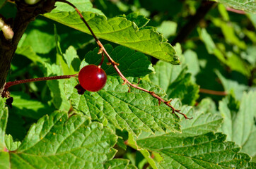 ripe wild red currant berries macro photo