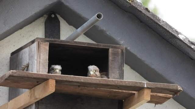 Turnfalken (Falco tinnunculus) am Nistkasten
