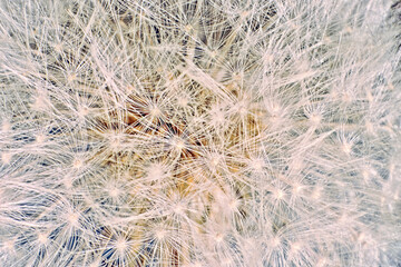 Extreme macro of the seeds of a dandelion
