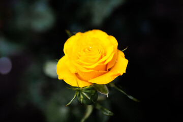 yellow rose on a dark background