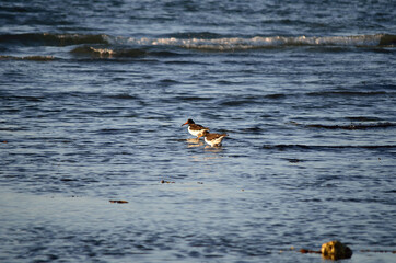 oystercatcher birds wading in ocean on sunny autumn day