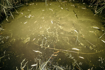 dirty swamp in the forest