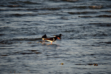oystercatcher bird flock wading in ocean on sunny day
