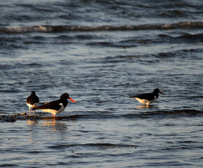 oystercatcher bird flock wading in ocean on sunny day