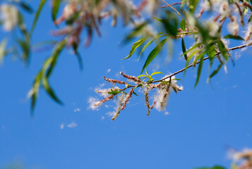 natural background with fluffy white fluff flying from tree branches causing seasonal allergies on a summer Sunny warm day