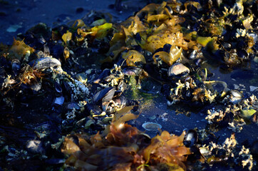 Fototapeta na wymiar sea weed, water and shells on sea shore macro photo
