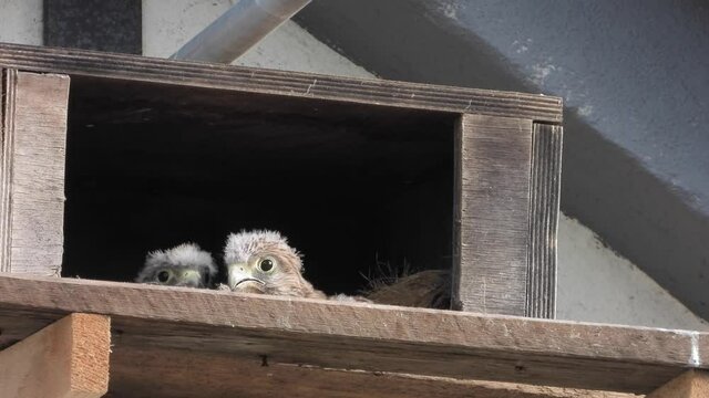 Turnfalken (Falco tinnunculus) am Nistkasten
