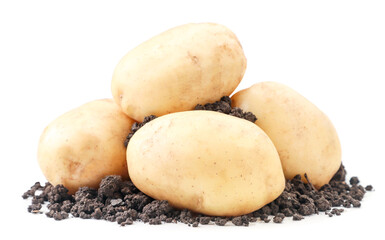 Young potatoes with soil on a white background. Isolated