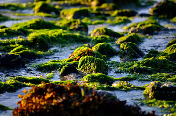 beautiful sea shore covered in vibrant green algae in autumn sunlight