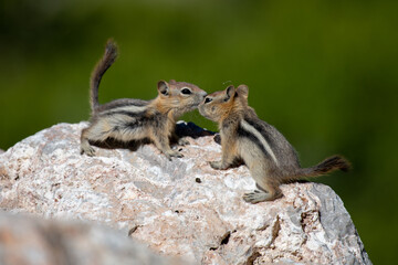 Obraz premium Two baby Golden-mantled Ground Squirrels playing.