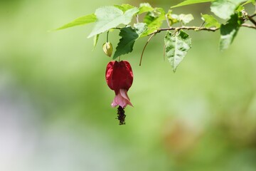 Trailing abutilon is a Malvaceae evergreen shrub native to Brazil with a very bright red calyx.
