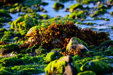 beautiful sea shore covered in vibrant green algae in autumn sunlight