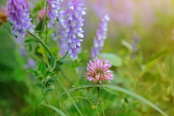 Wildflowers in the garden close-up. Floral background.