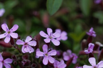 Rock soapwort, Saponaria ocymoides