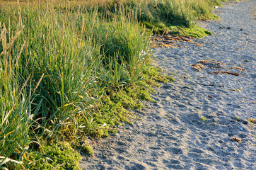 bright sandy shore and tall green grass